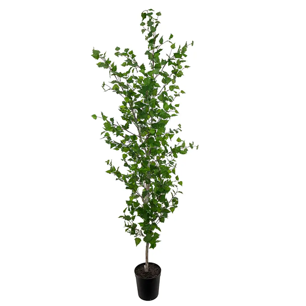 Mr Plant, Björkträd 250 cm