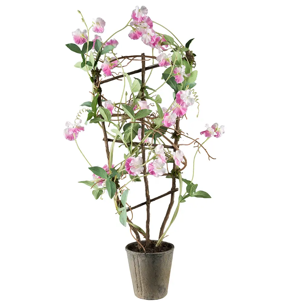 Mr Plant, Luktärt Krukväxt 90 cm Rosa