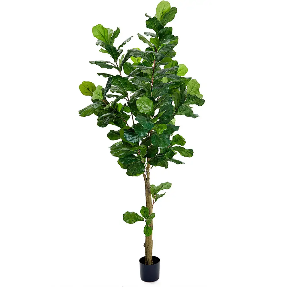 Mr Plant Fiolfikus 210 cm