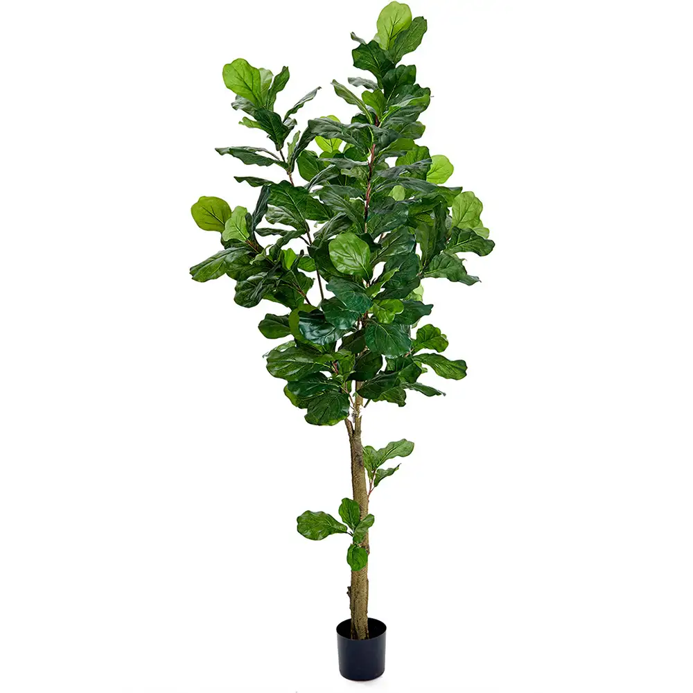 Produktfoto för Mr Plant, Fiolfikus 210 cm