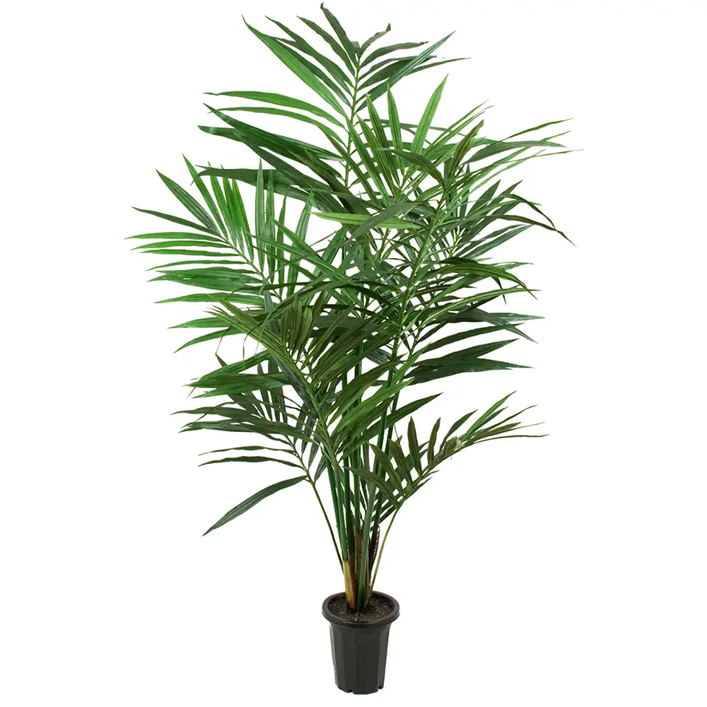 Produktfoto för Mr Plant, Kentia Palm 180 cm