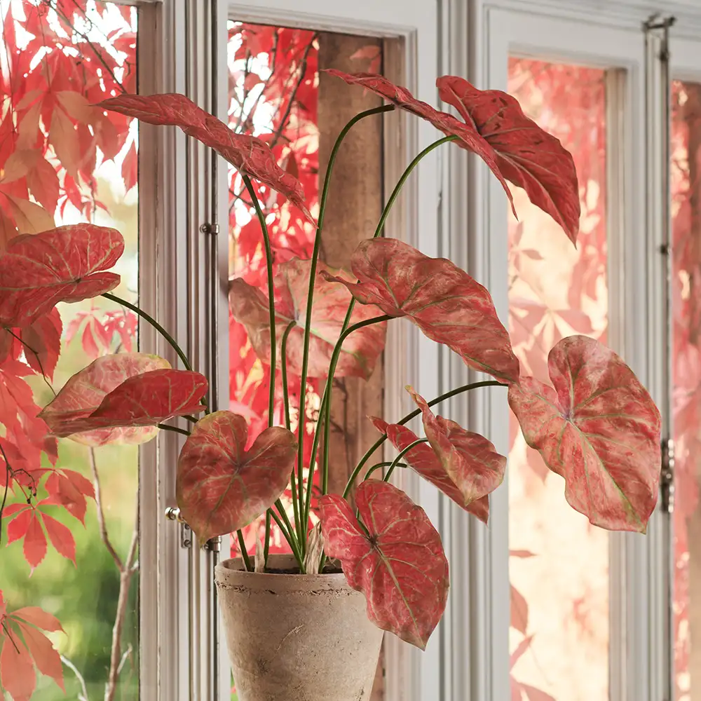 Caladium Krukväxt 80 cm Rosa 