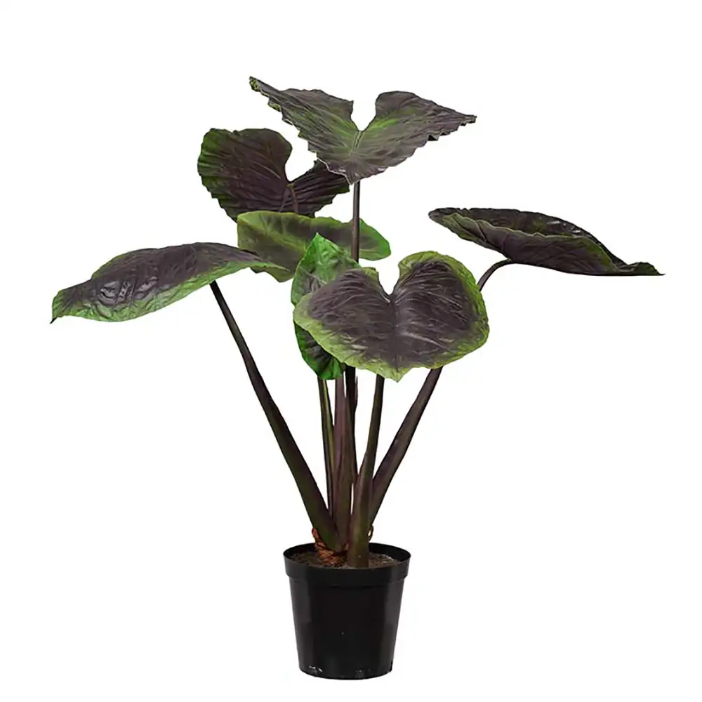 Mr Plant Alocasiaträd 130 cm