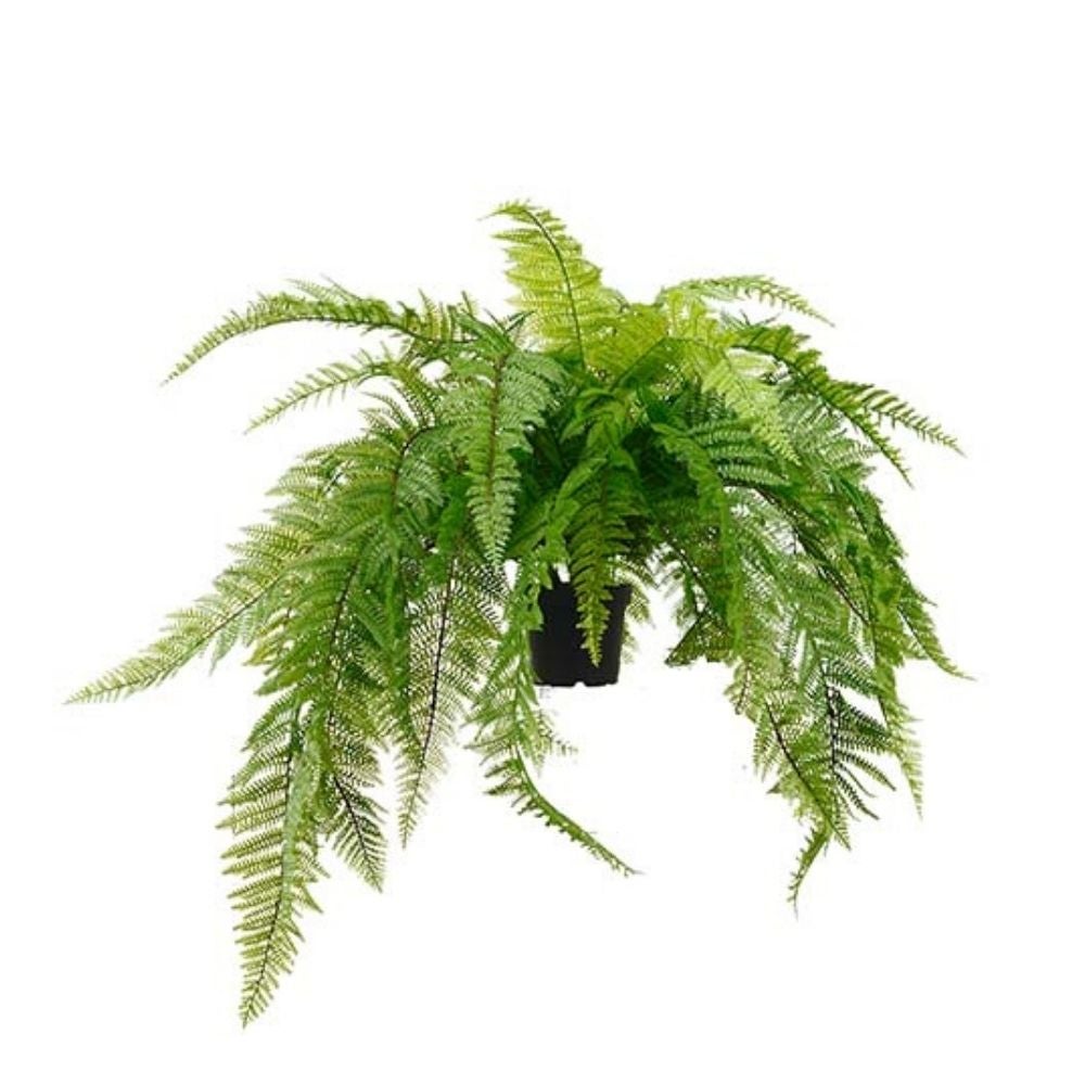 Ormbunke Grön 45 cm