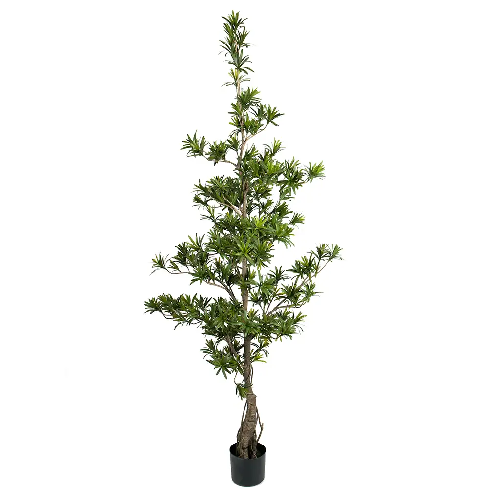 Mr Plant Podocarpusträd 180 cm