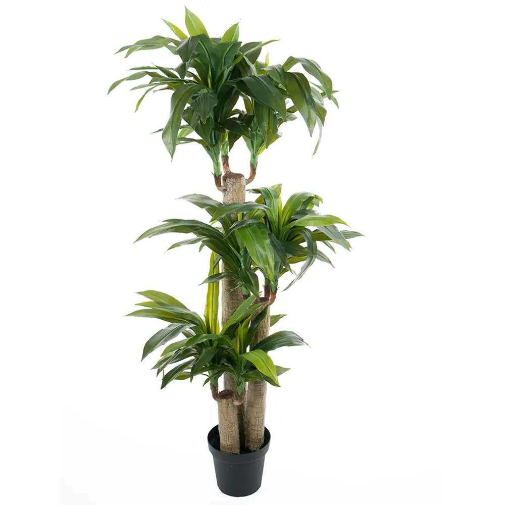 Mr Plant Dracenaträd 140 cm