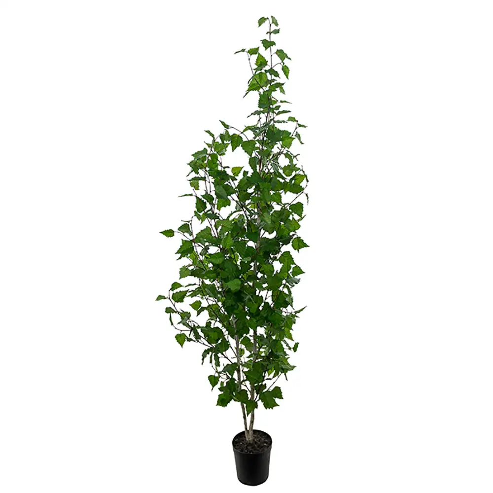 Mr Plant, Björkträd 180 cm
