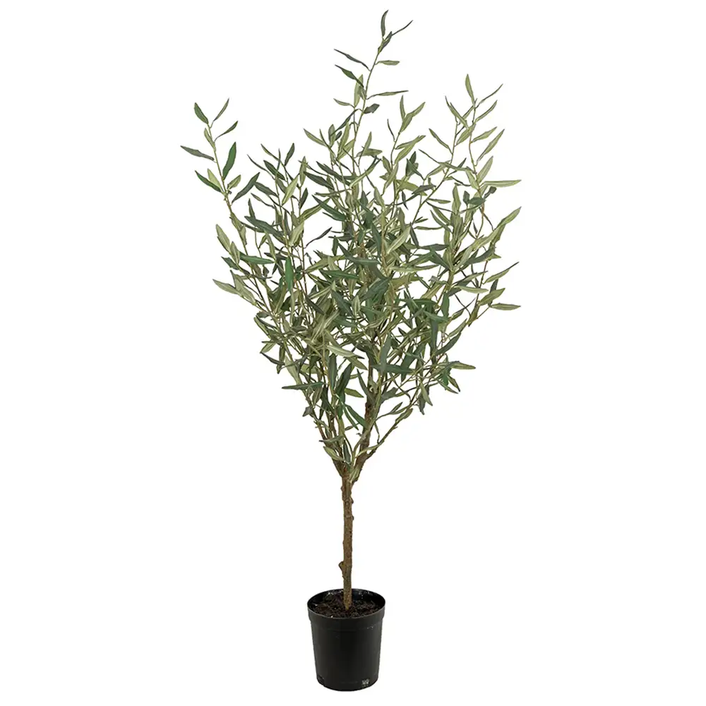 Mr Plant Olivträd 130 cm Grön