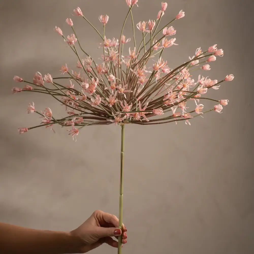 Allium Rosa 125 cm