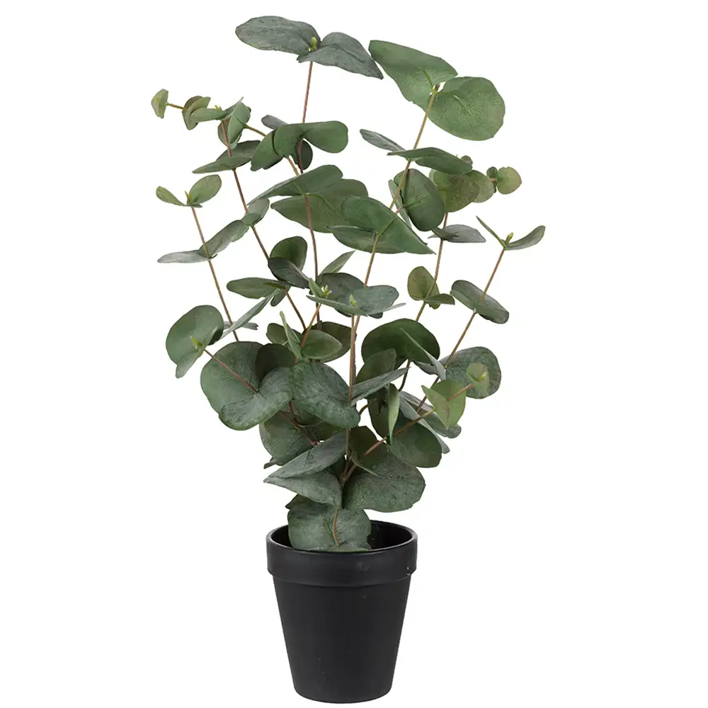 Mr Plant Eucalyptus krukväxt 55 cm