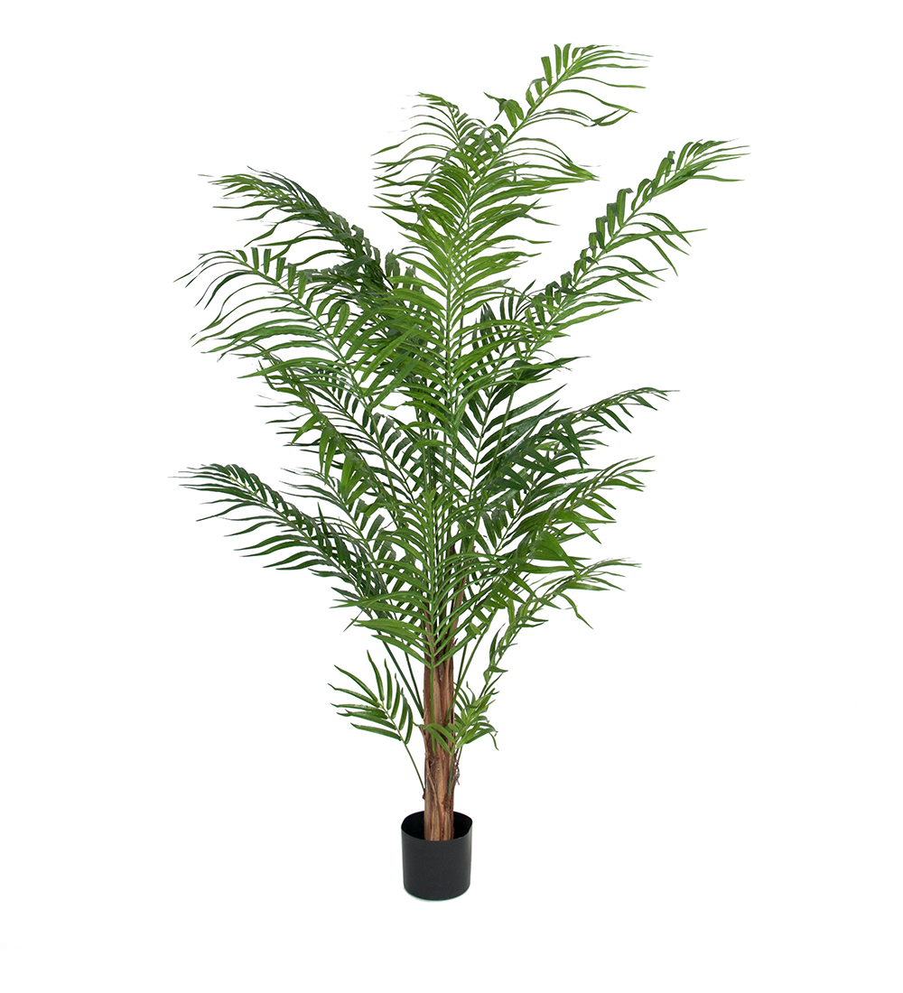 Mr Plant Areca Palm 180 cm
