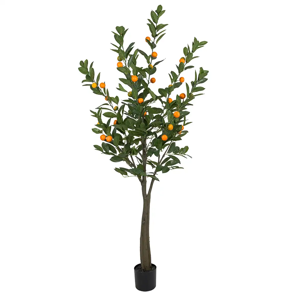 Mr Plant Citrusträd 180 cm