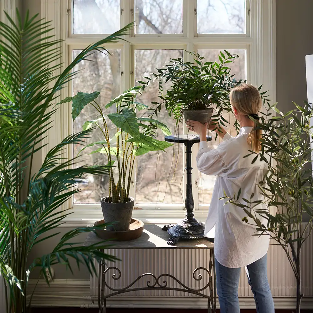 Alternativ bild 1 för Mr Plant, Kentia Palm 210 cm