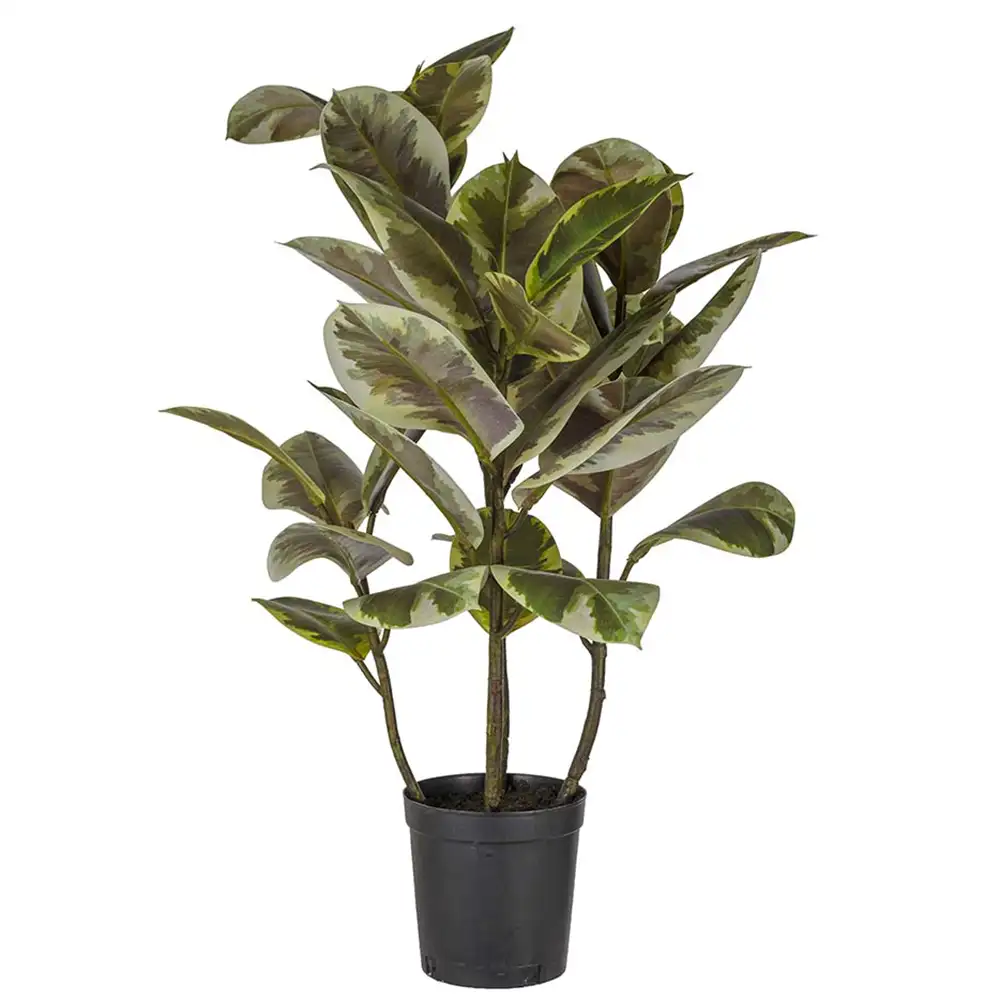 Mr Plant Fikus Elastica 85 cm