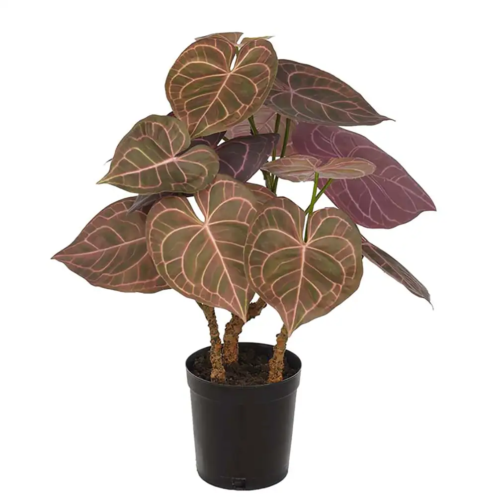 Mr Plant Anthurium Krukväxt 60 cm
