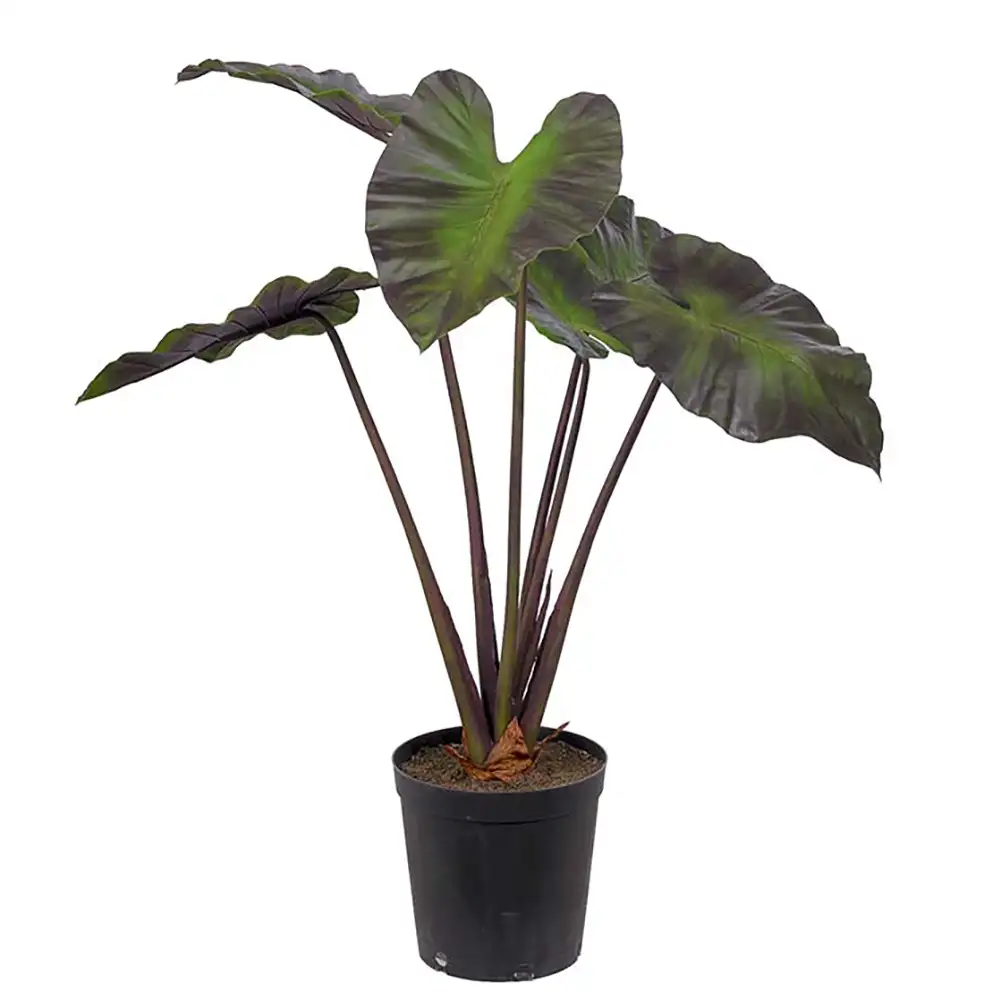 Mr Plant Alocasiaträd 100 cm