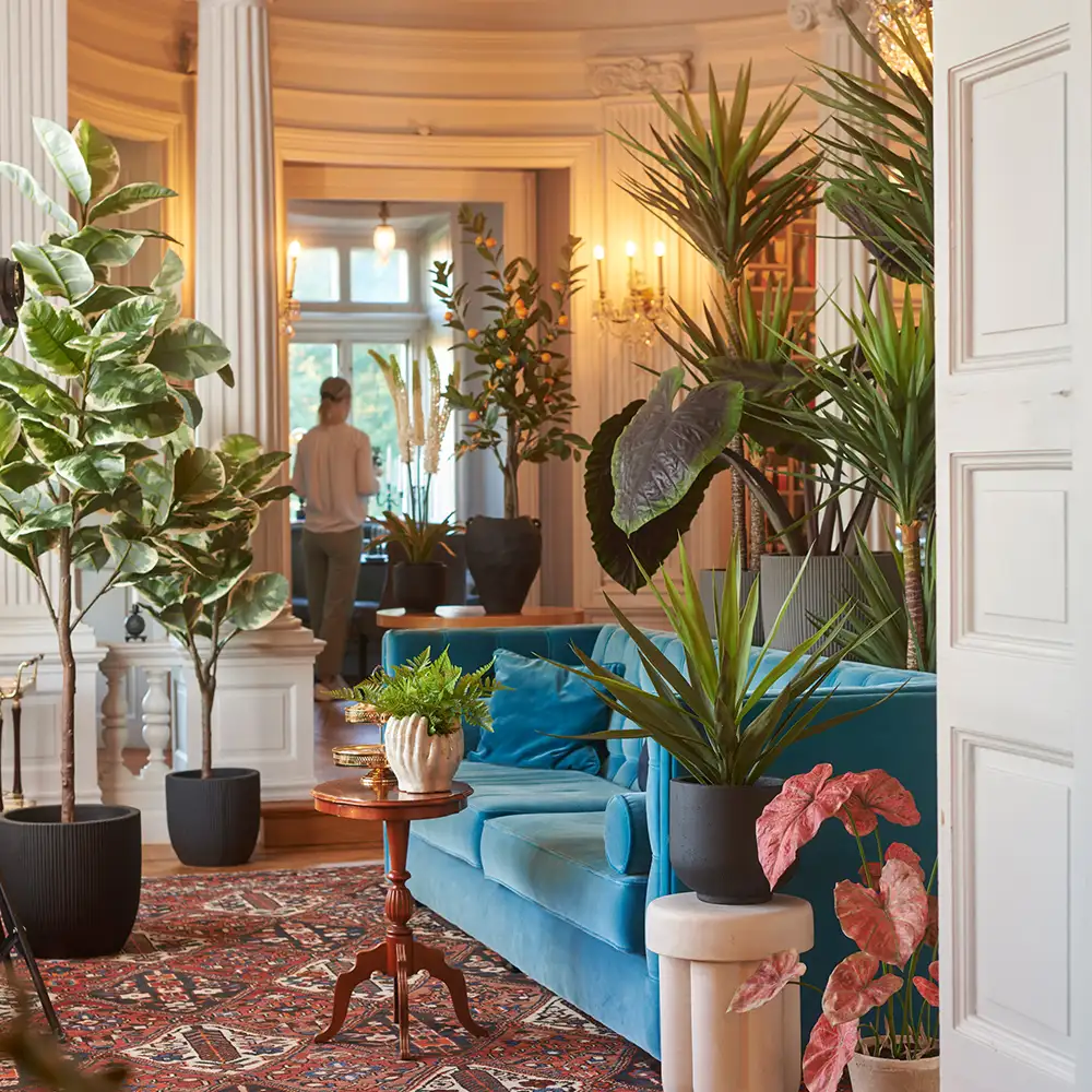 Fikus Elastica 190 cm 