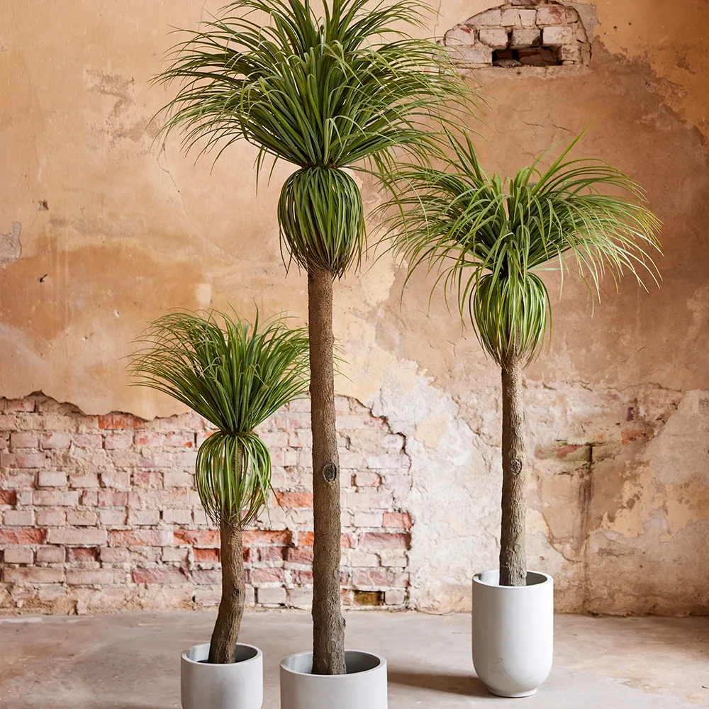 Flaskliljaträd 180 cm 