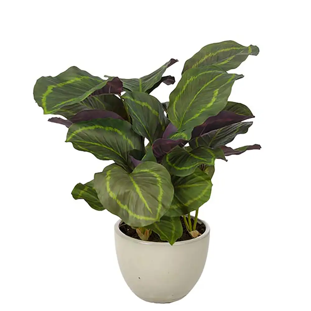 Calathea Krukväxt 65 cm 
