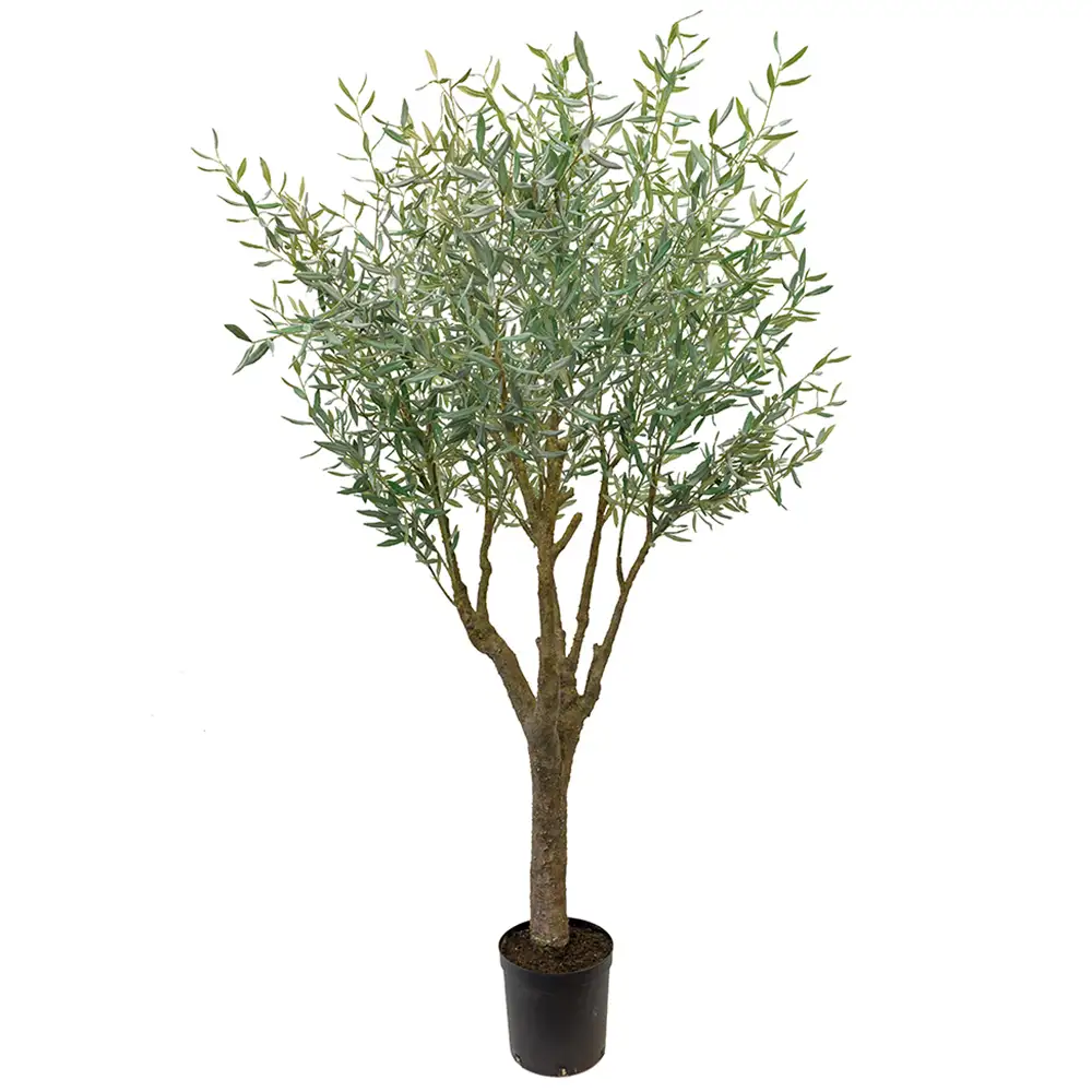 Mr Plant Olivträd 240 cm Grön