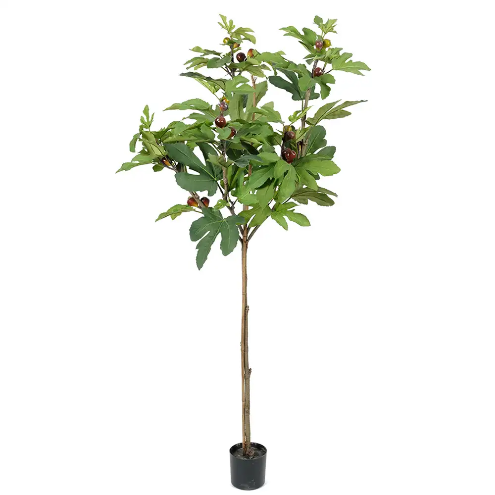 Mr Plant Fikonträd 150 cm