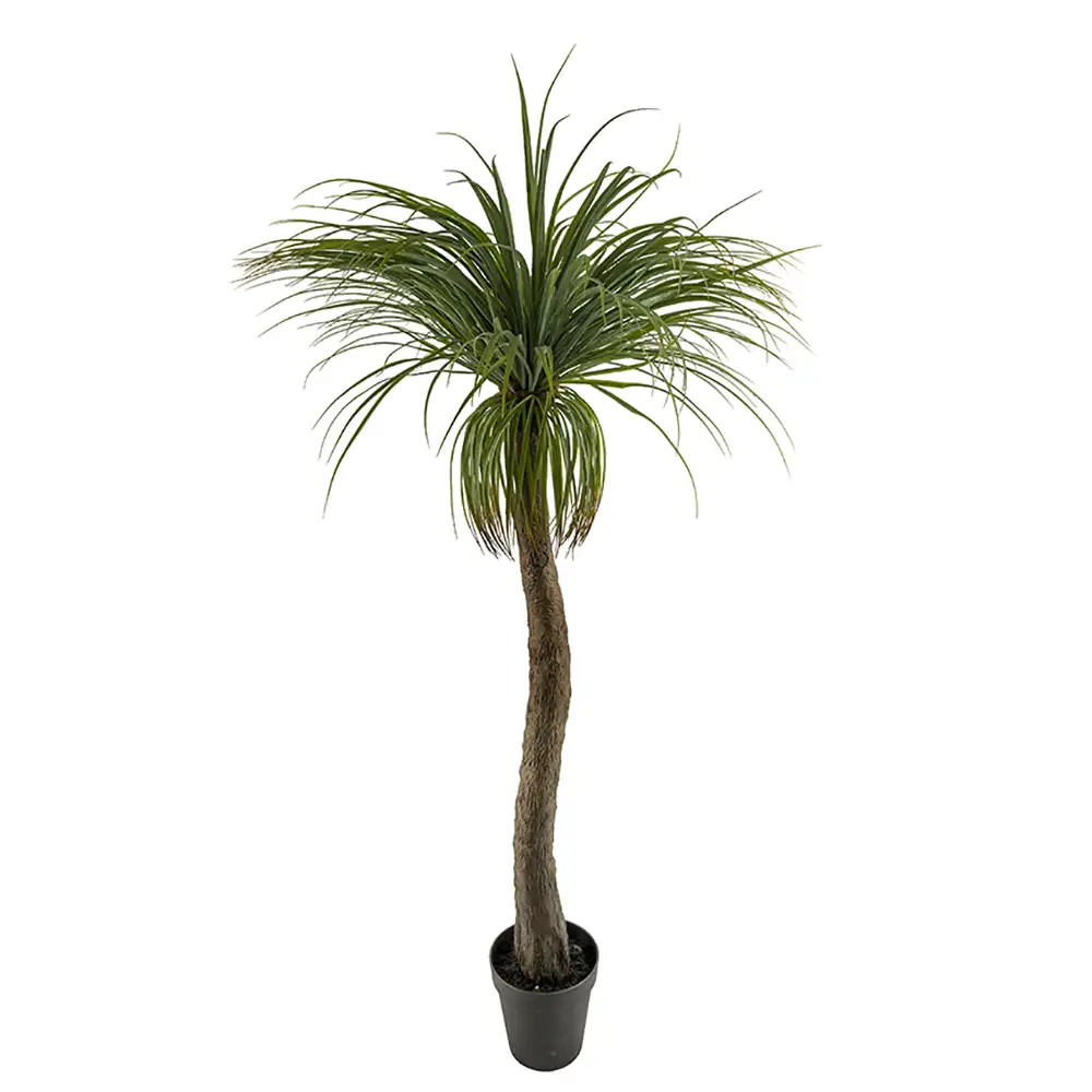 Mr Plant Flaskliljaträd 180 cm