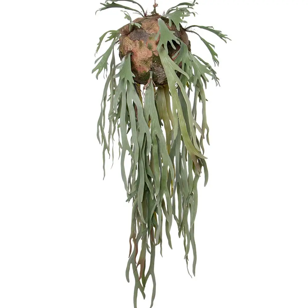 Älghornsbräken Hängväxt Grön 