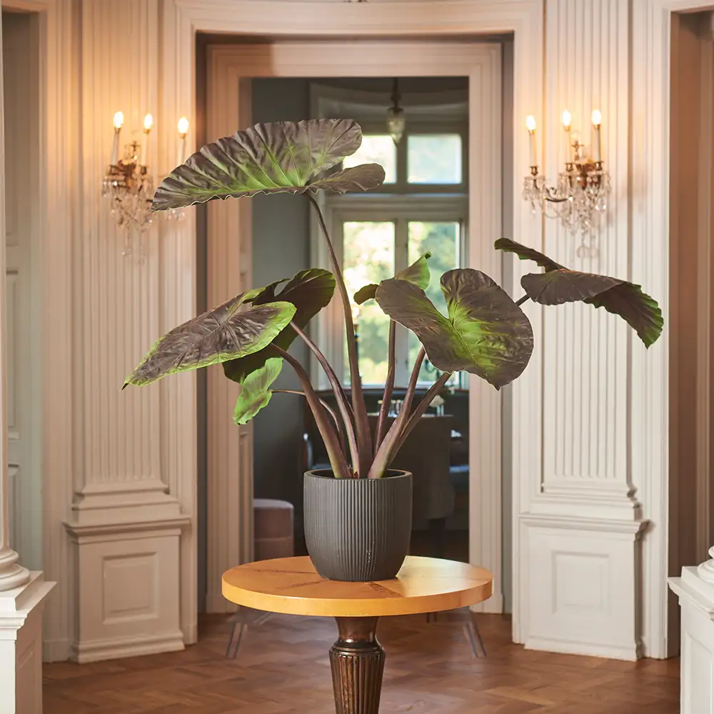 Alocasiaträd 100 cm 