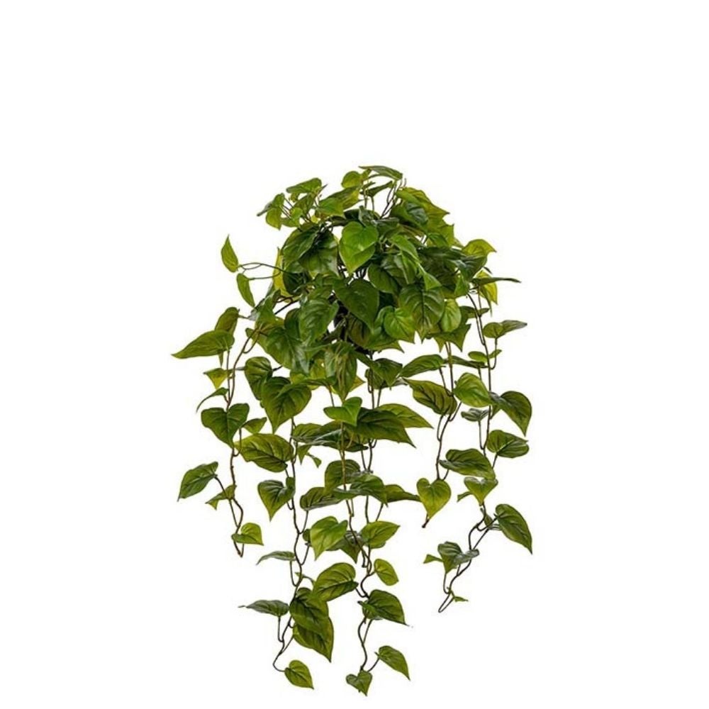 Mr Plant, Gullranka Grön 30 cm