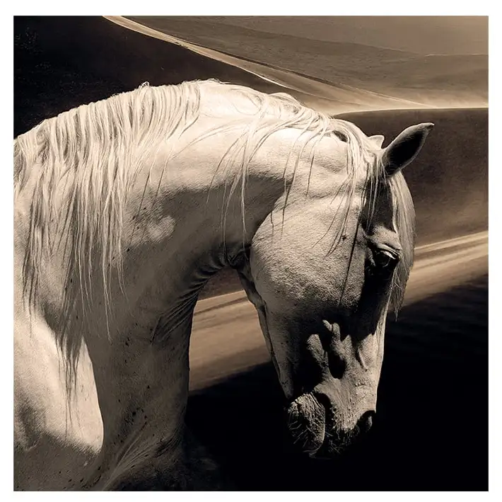 Artwood Väggdekor Arabian Horse 100×100 cm