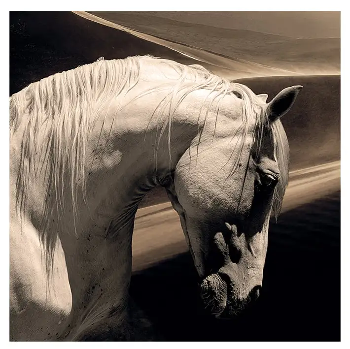 Produktfoto för Artwood, Väggdekor Arabian Horse 100x100 cm