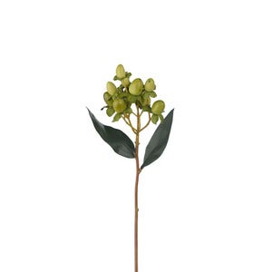 Hypericum BärKvist 28 cm Grön