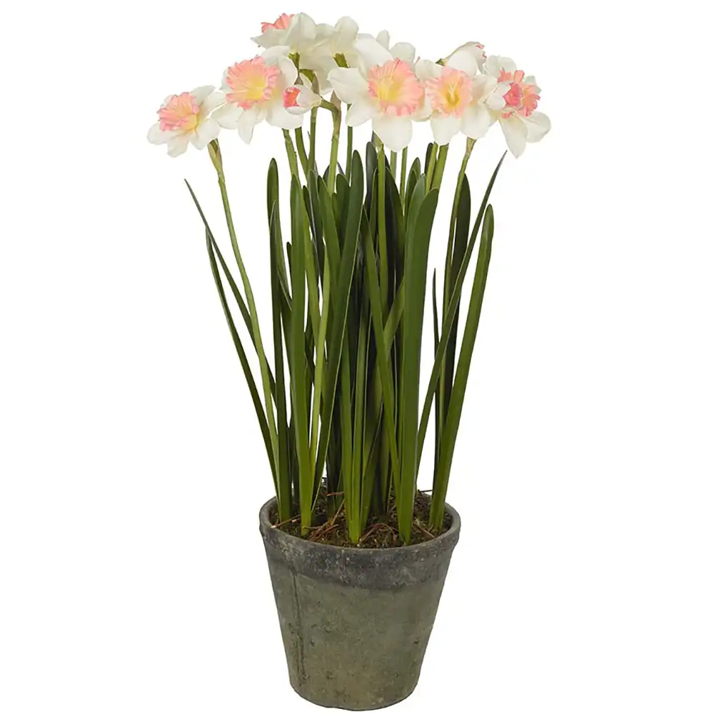 Mr Plant Narciss Krukväxt 70 cm Rosa