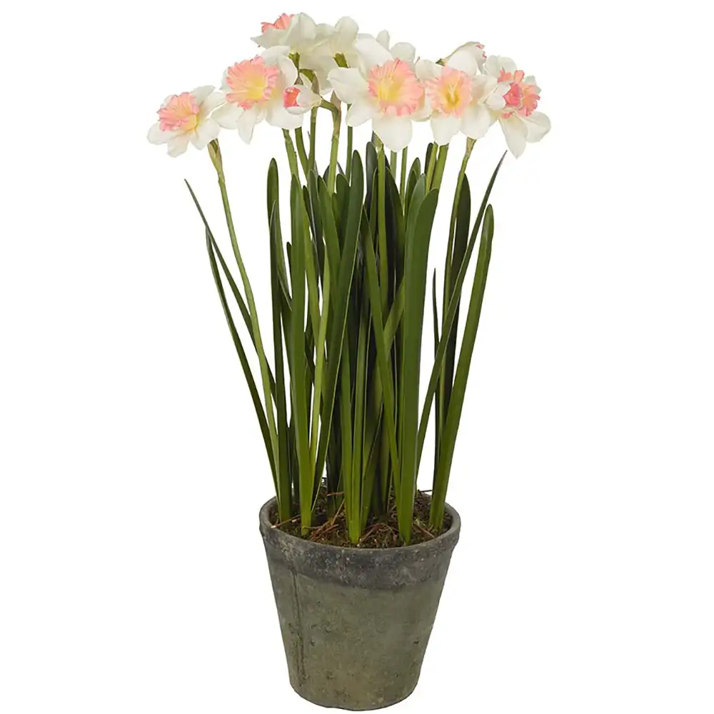Produktfoto för Mr Plant, Narciss Krukväxt 70 cm Rosa