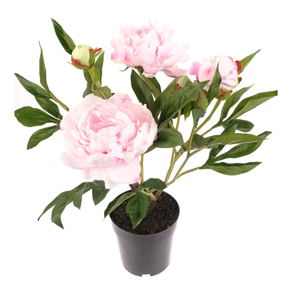 Mr Plant Pion Krukväxt 50 cm Rosa