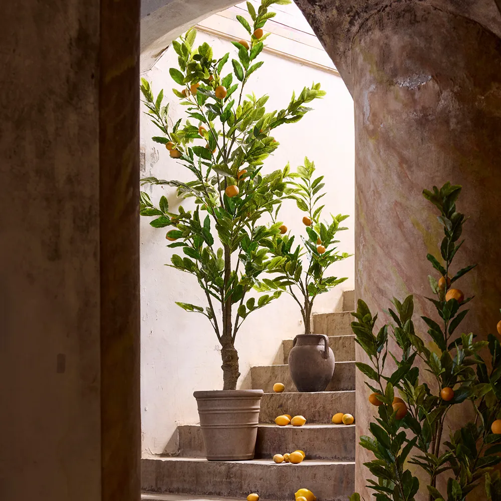 Citrusträd 180 cm 