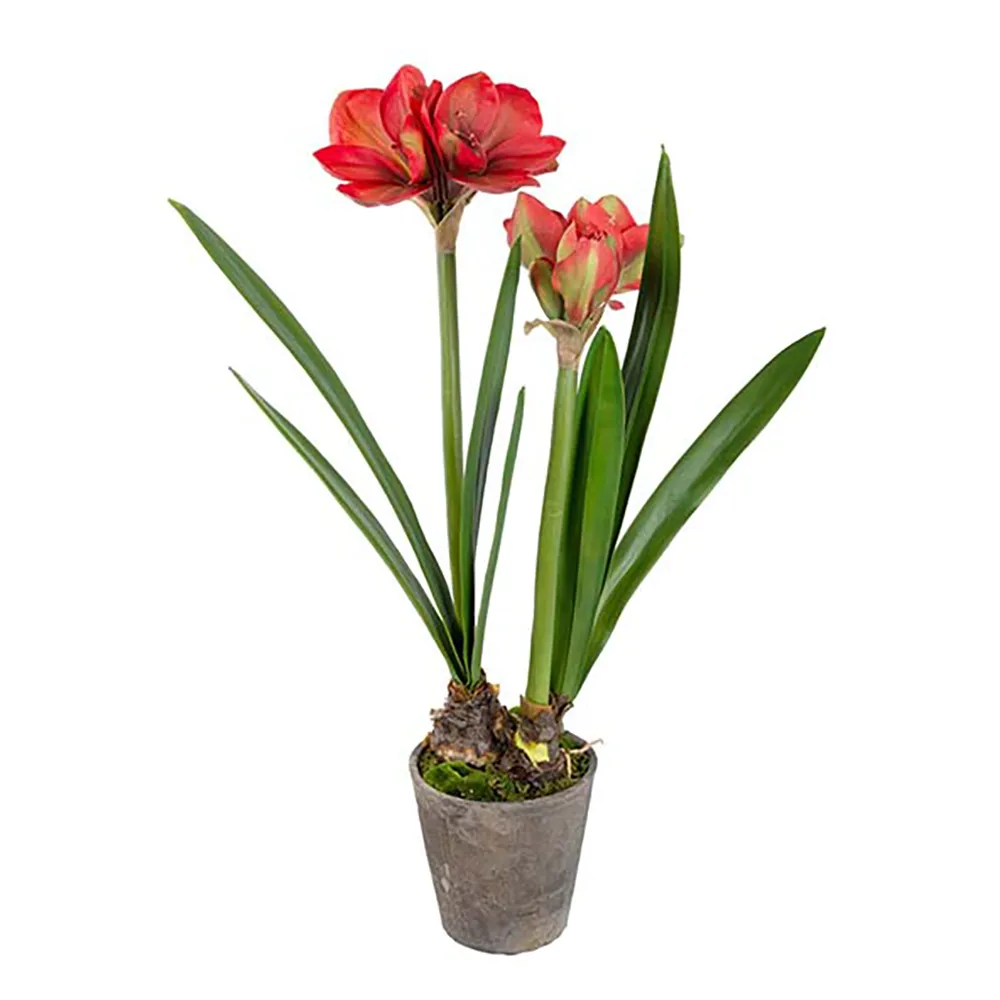 Mr Plant Amaryllis 90 cm Röd