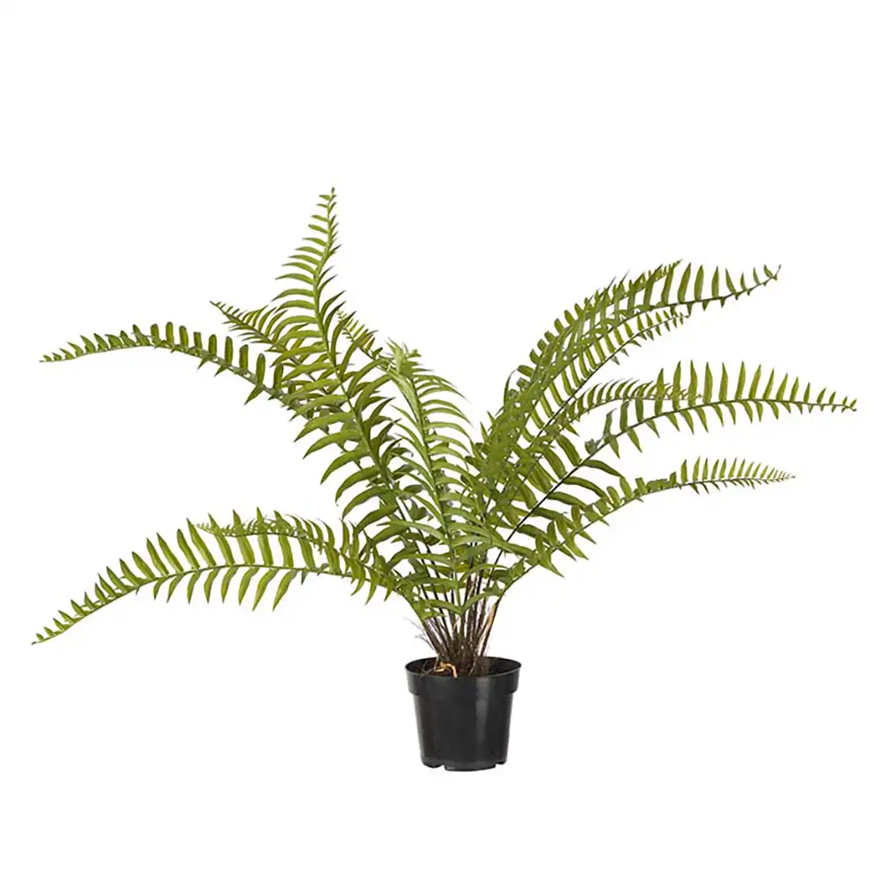 Mr Plant Ormbunke 90 cm Grön