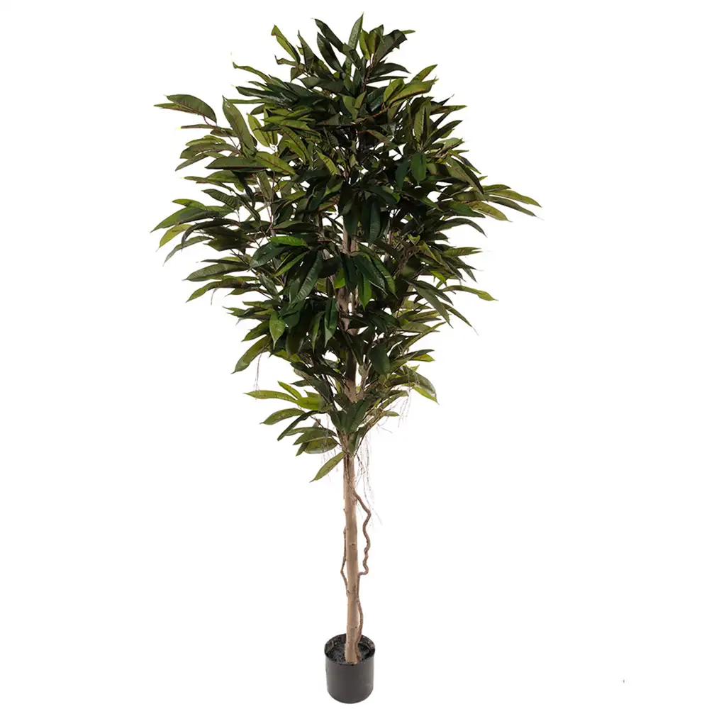 Mr Plant Longifoliaträd 200 cm