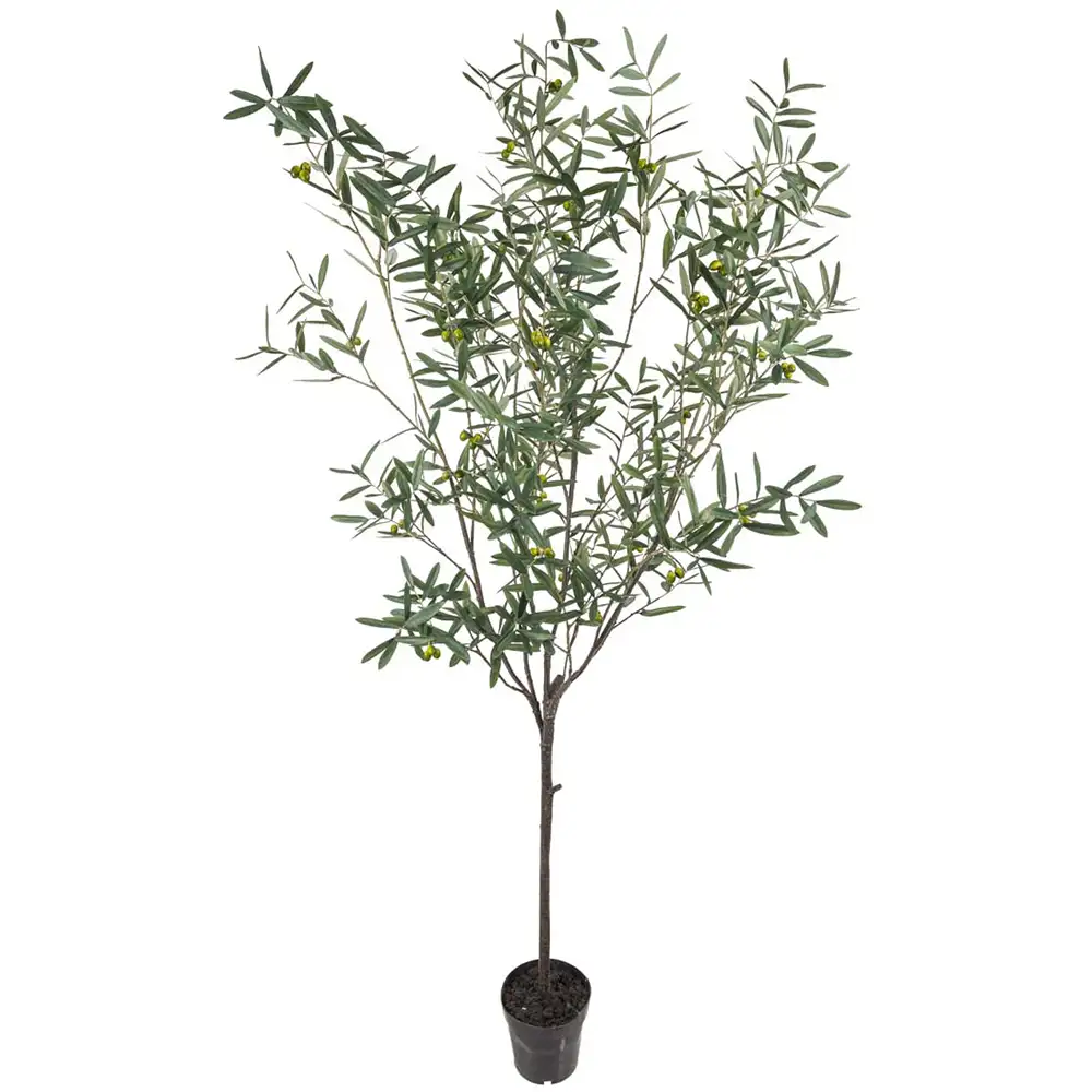 Mr Plant Oliv Träd 230 cm Grön