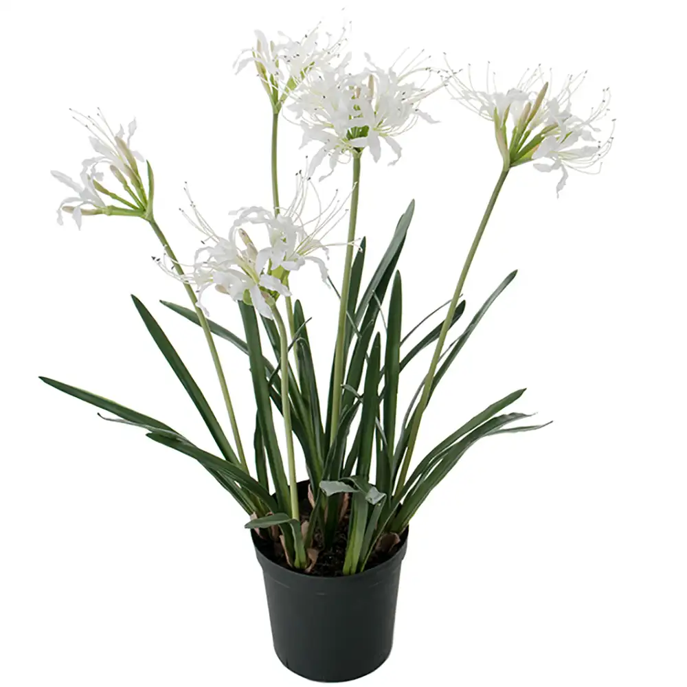 Mr Plant Nerine Krukväxt 80 cm Vit