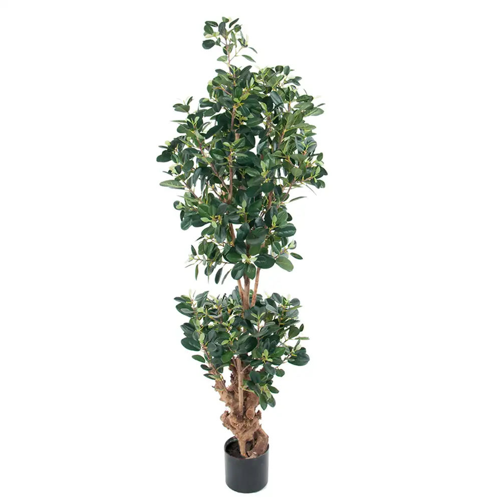 Mr Plant Fikus Panda 120 cm