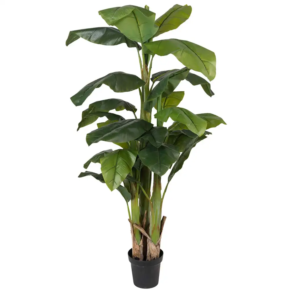 Produktfoto för Mr Plant, Bananträd 240 cm