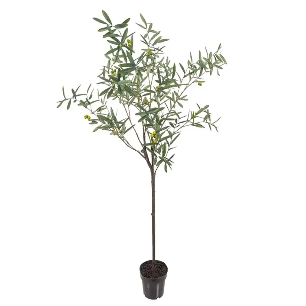 Mr Plant Olivträd 170 cm Grön
