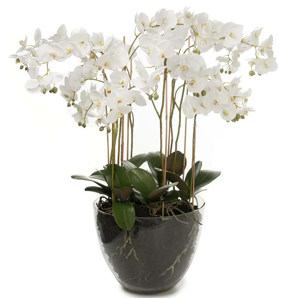 Mr Plant Phalaenopsis Orkidée 90 cm Vit
