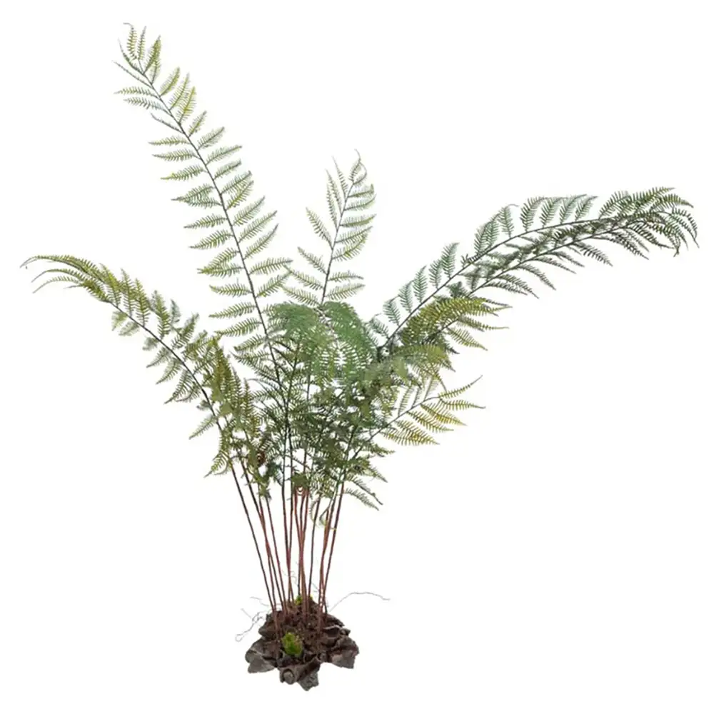 Mr Plant Ormbunke 80 cm