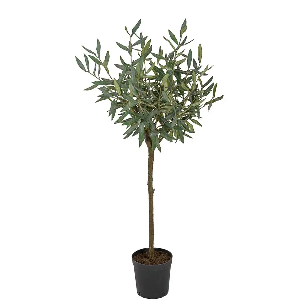 Mr Plant, Olivträd 110 cm