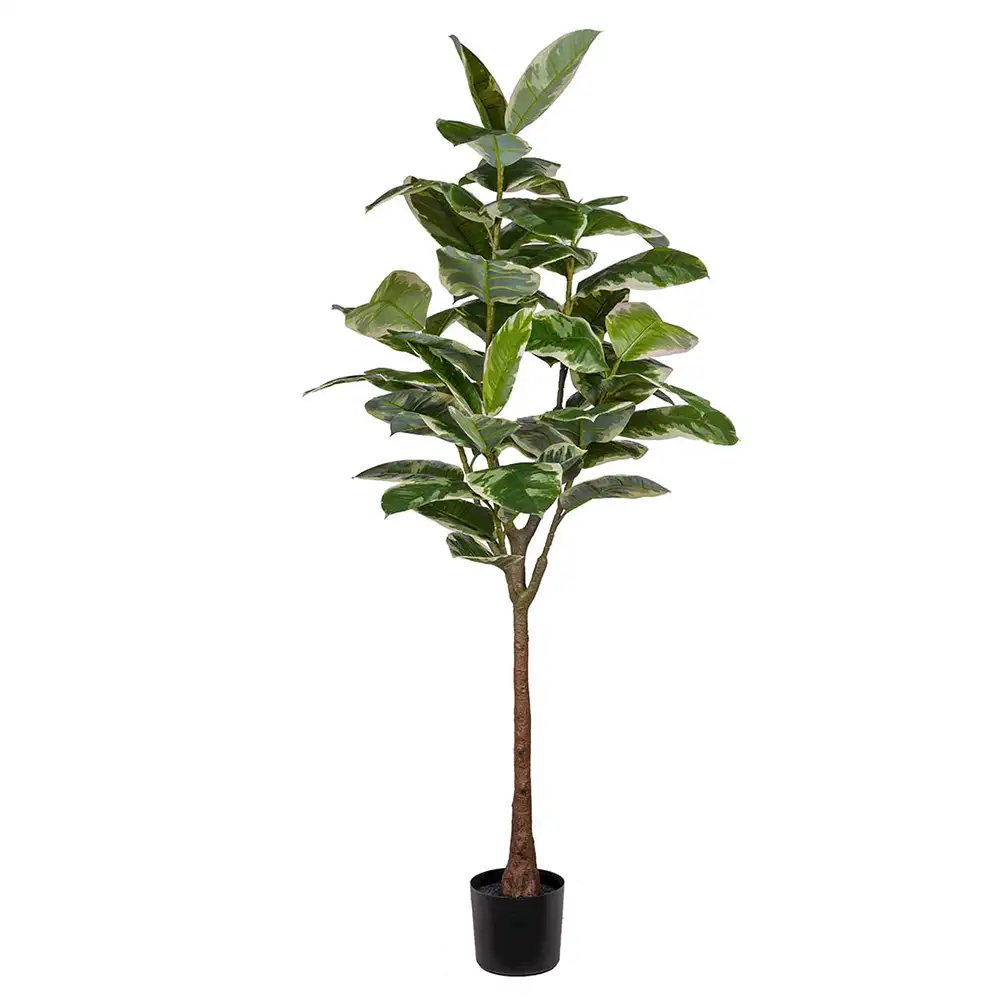 Produktfoto för Mr Plant, Fikus Elastica 190 cm