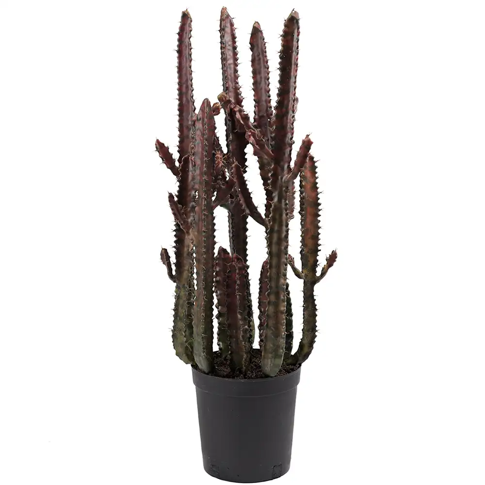 Mr Plant Kaktus 65 cm Grön