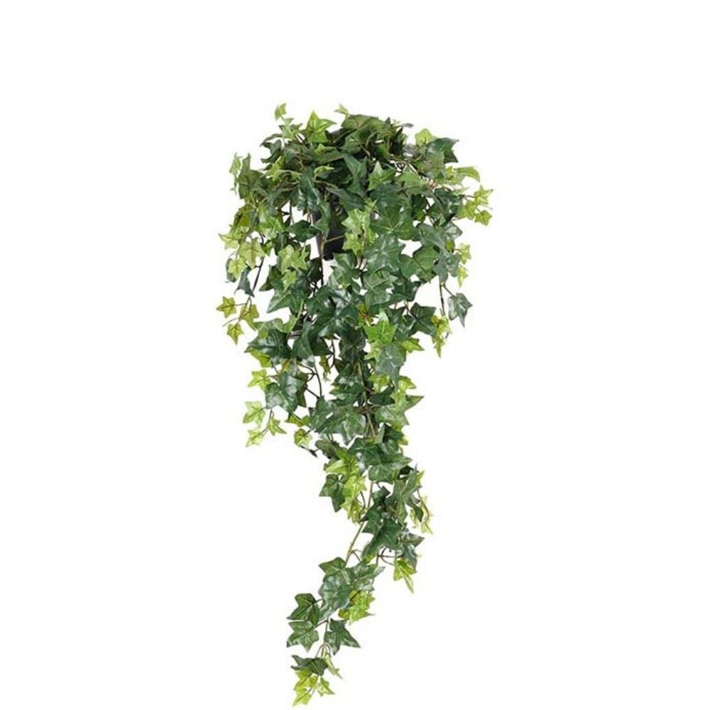 Murgröna Grön 22 cm